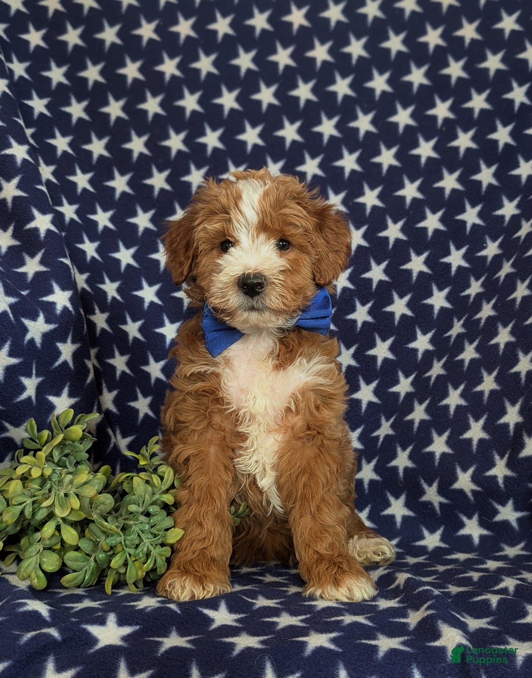 Mini Goldendoodle dogs for sale: Denver 15 lbs Full grown Hypoallergenic - Ad 3