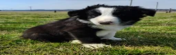 Border Collie dogs for sale: Linus - Ad 19
