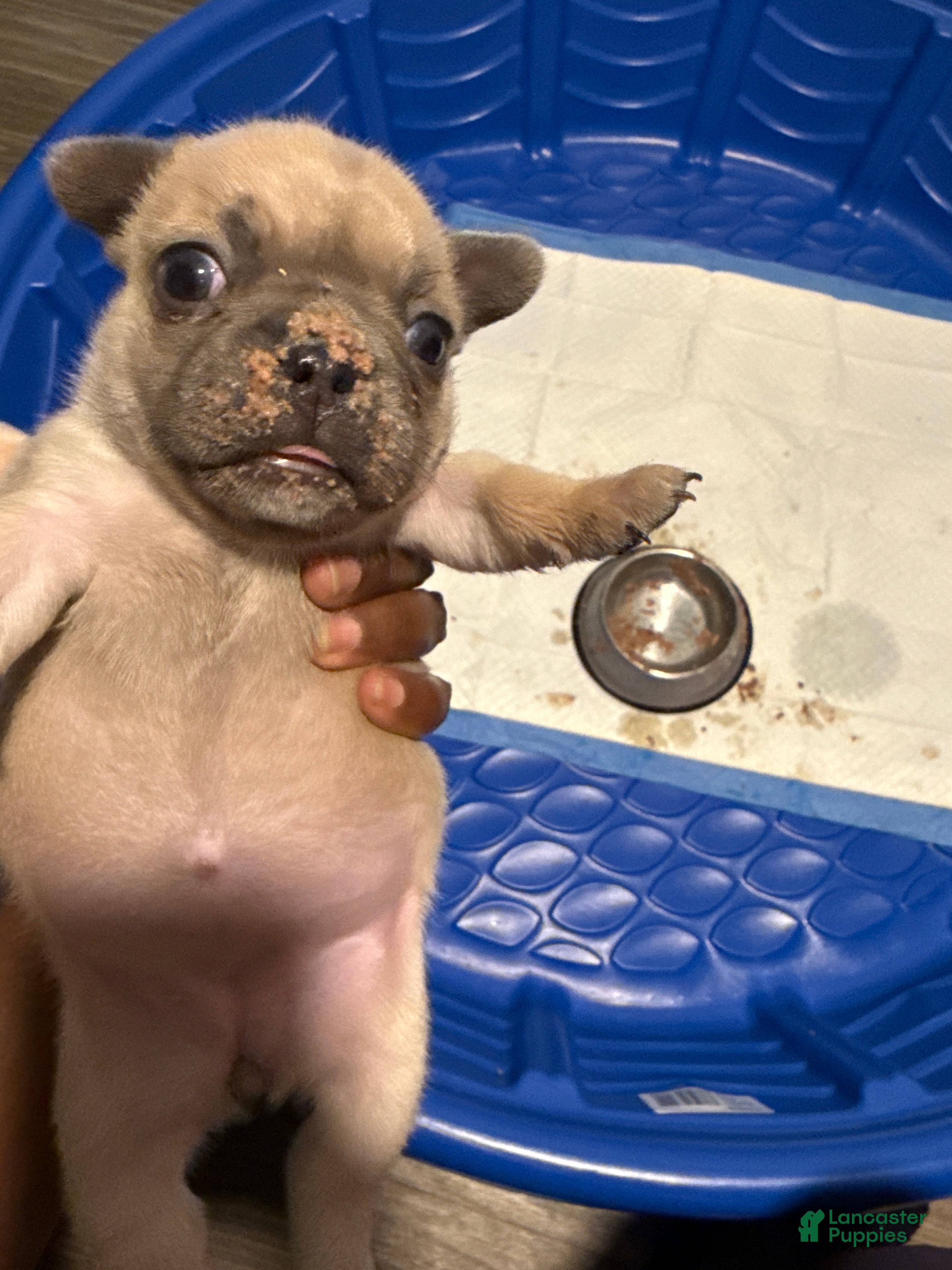 French Bulldog dogs French Bulldog 1 - Ad 18
