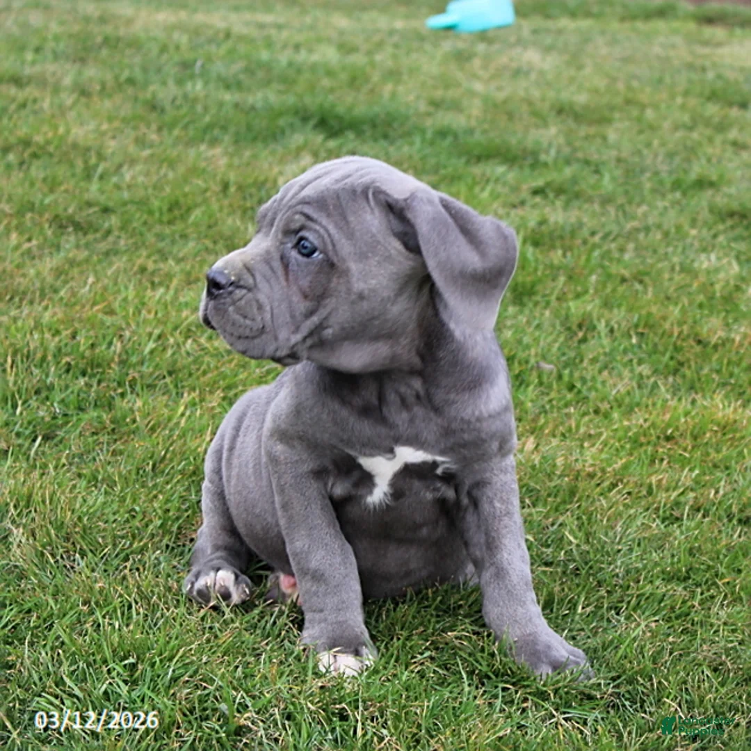 Cane Corso dogs for sale: Gerry - Ad 2