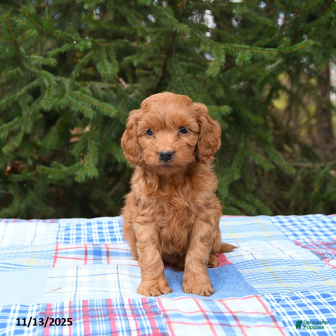 Mini Goldendoodle dogs for sale: Sirius - Ad 5