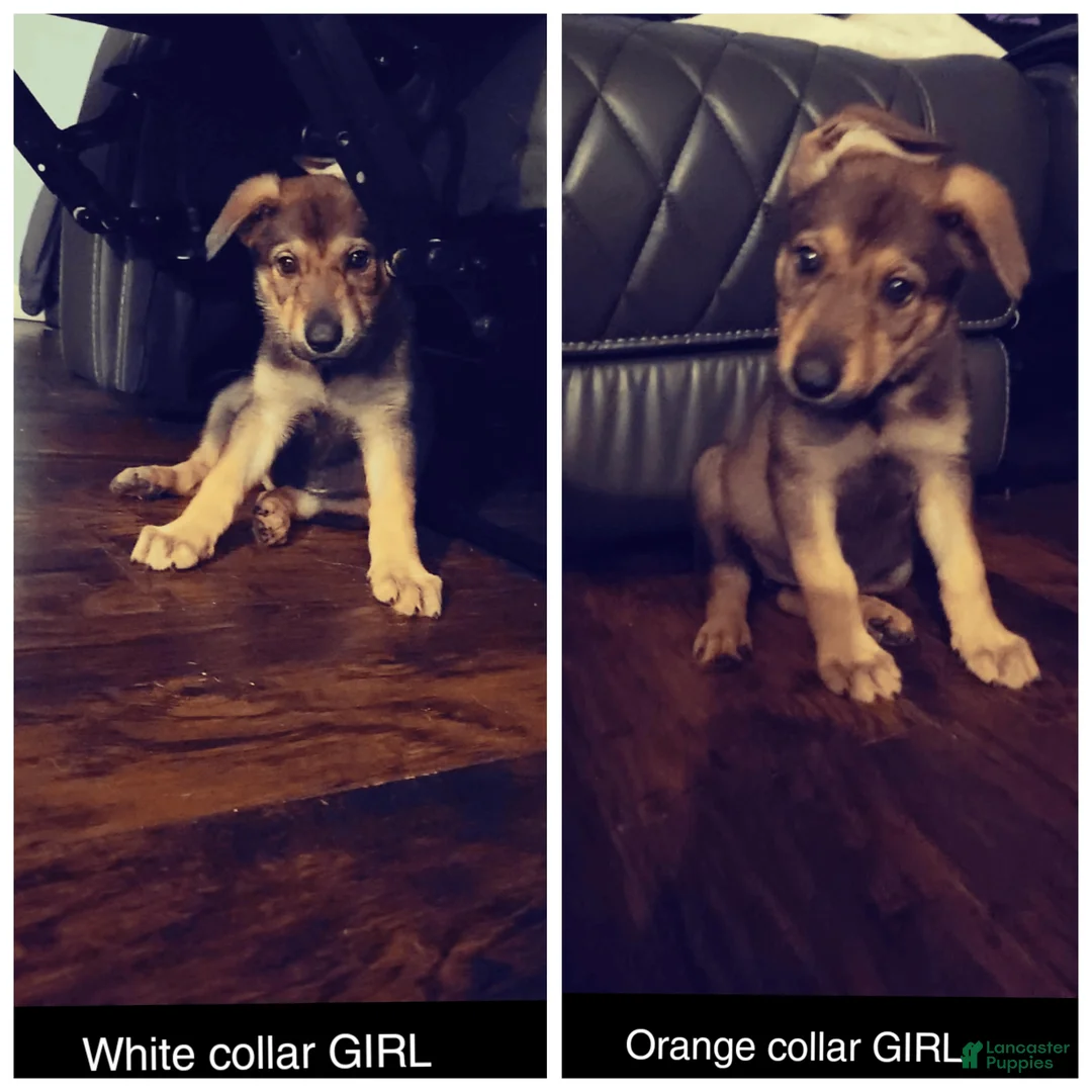 German Shepherd dogs for sale: German Shepherd Puppies - Ad 1