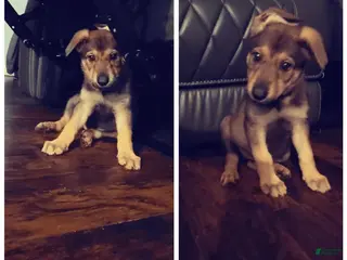 German Shepherd dogs German Shepherd Puppies - Ad 42