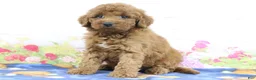 Mini Goldendoodle dogs for sale: Fallon - Ad 3
