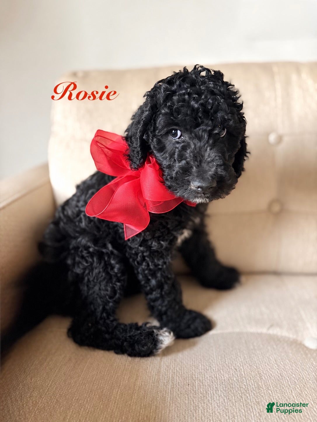 Standard Poodle dogs for sale: Rose - Ad 33