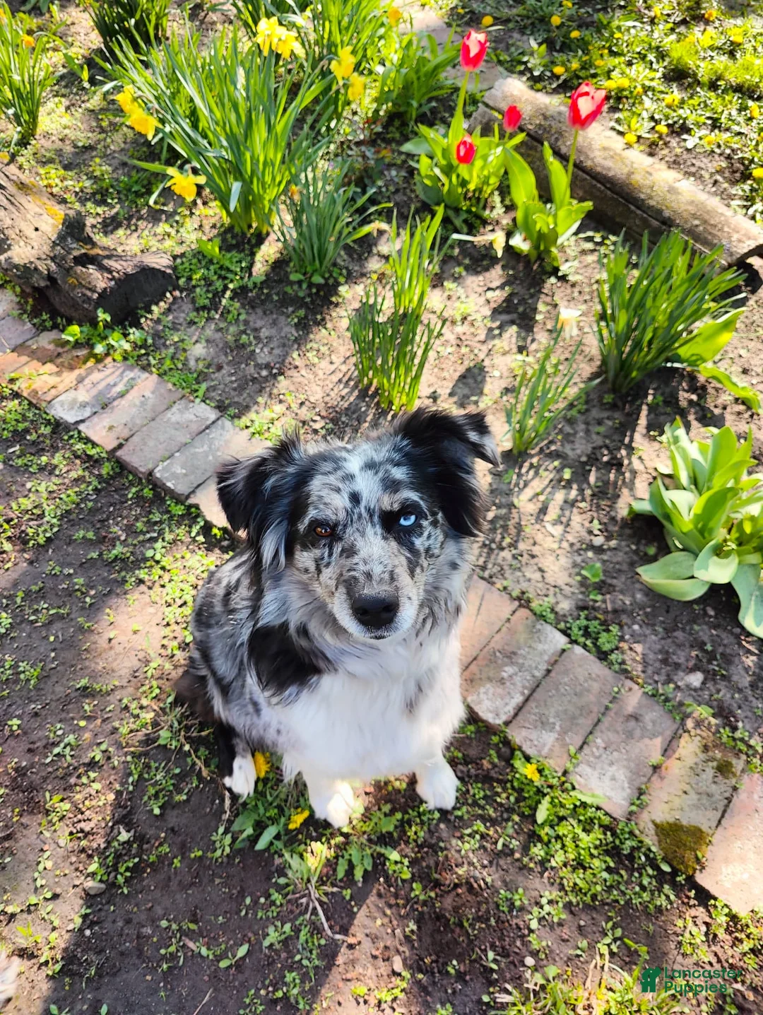 Mixed Breed dogs for sale: Ozzy - Ad 10