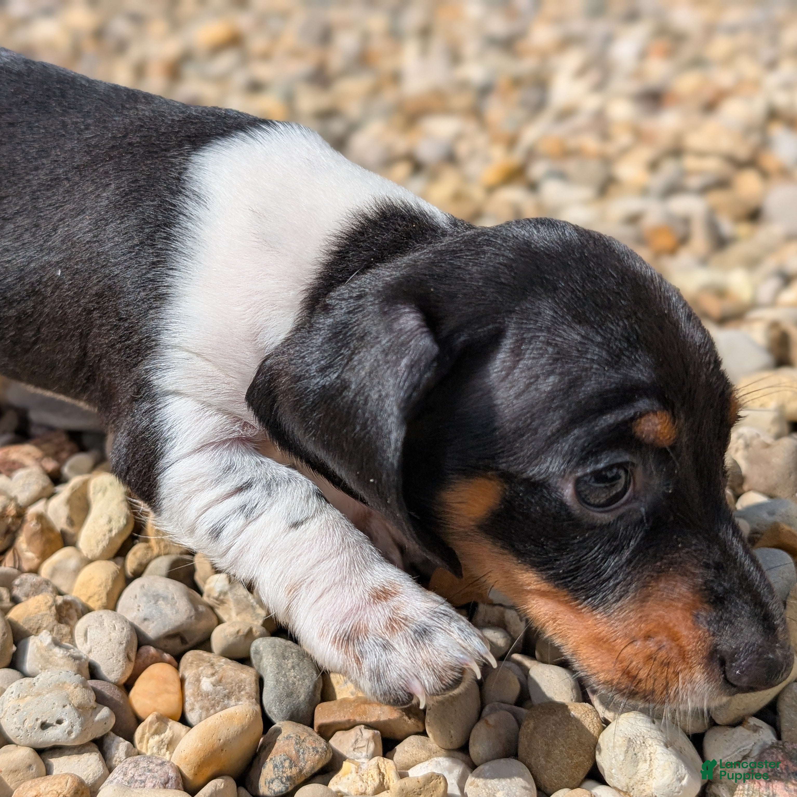 Miniature Dachshund dogs Maple - Ad 2