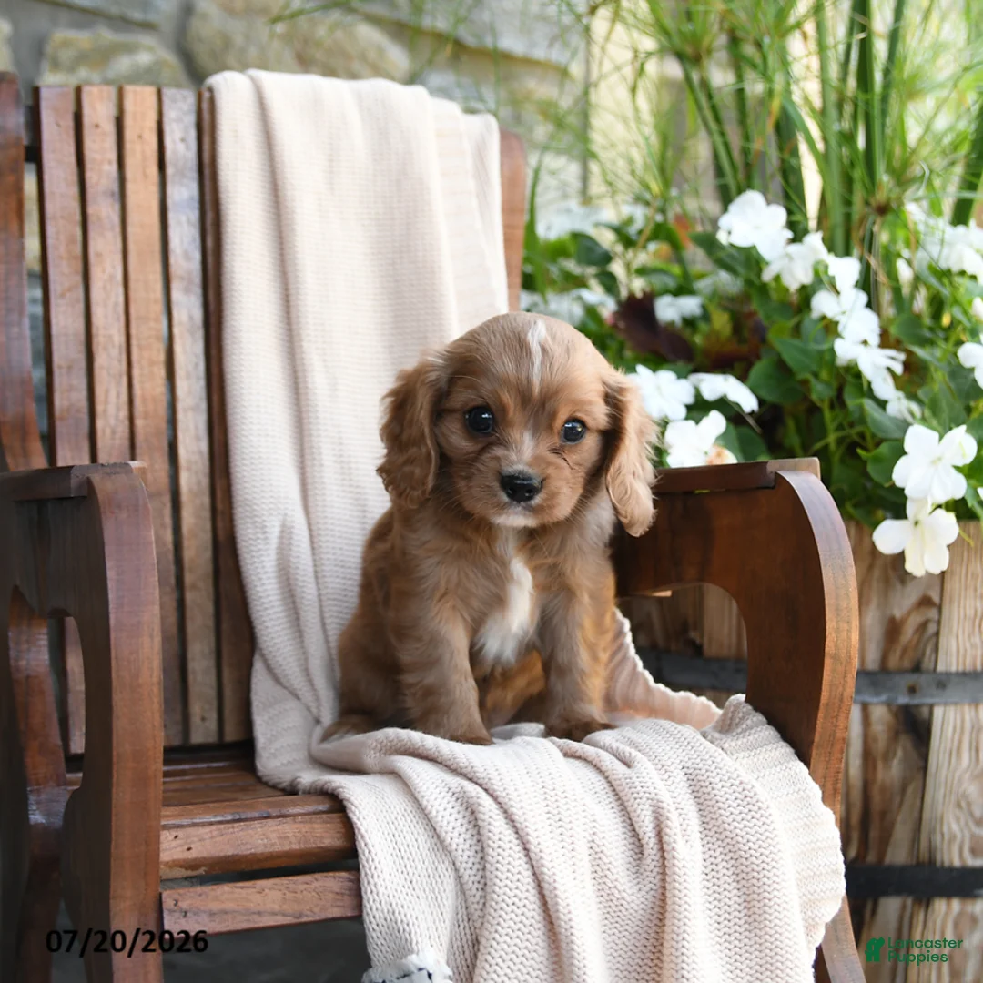 Cavapoo dogs for sale: Chili - Ad 2