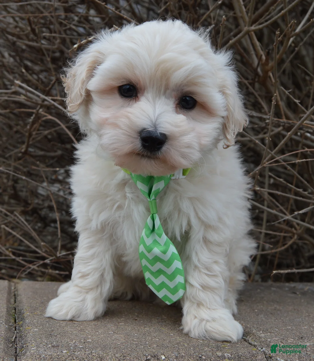 Maltipoo dogs for sale: Milo - Ad 4