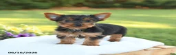 Yorkshire Terrier dogs for sale: Dolly - Ad 3