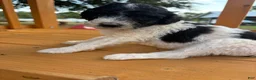 Standard Poodle dogs for sale: Standard Poodle (Oreo) - Ad 1