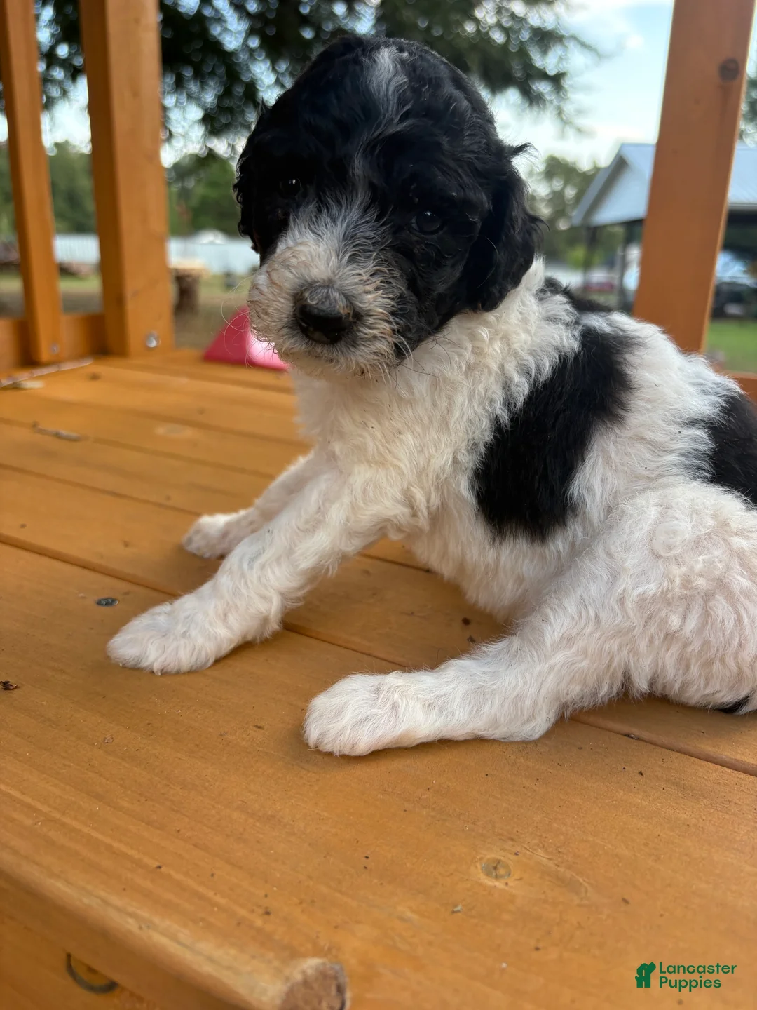 Standard Poodle dogs for sale: Standard Poodle (Oreo) - Ad 1