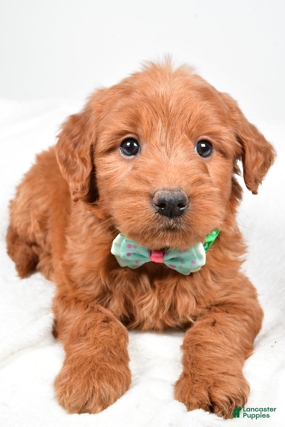 Mini Goldendoodle dogs for sale: Brady - Ad 3