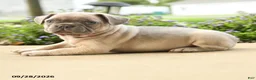 French Bulldog dogs for sale: Pierre - Ad 4