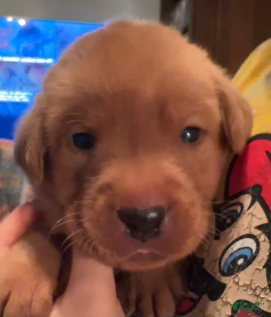 Labrador Retriever dogs for sale: Nugget - Ad 2