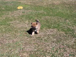 Shiba Inu dogs Rusty - Ad 31