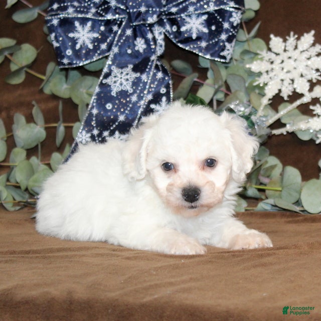 Bichon Frise dogs Truffles - Ad 2
