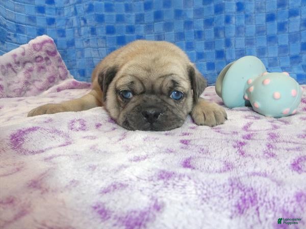 Pug dogs Pug Puppy 1 - Ad 1