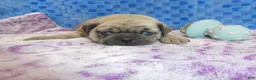 Pug dogs for sale: Pug Puppy 1 - Ad 1