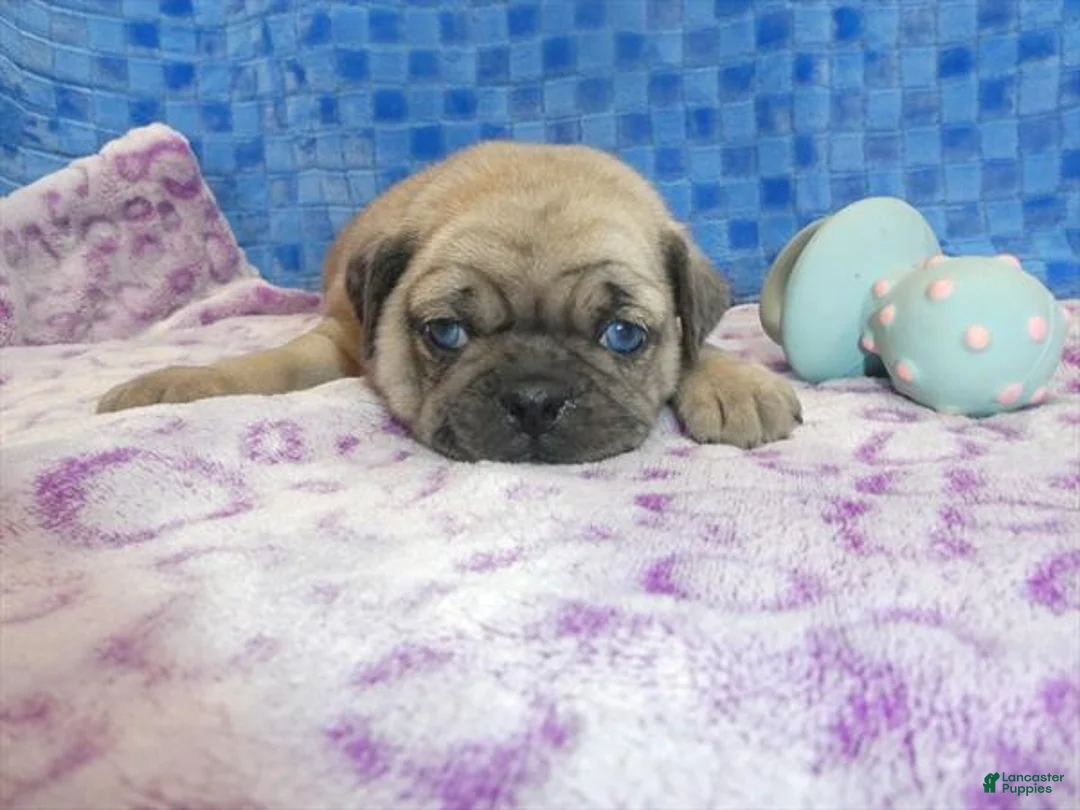 Pug dogs for sale: Pug Puppy 1 - Ad 1