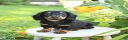 Miniature Dachshund dogs for sale: Felix - Ad 1