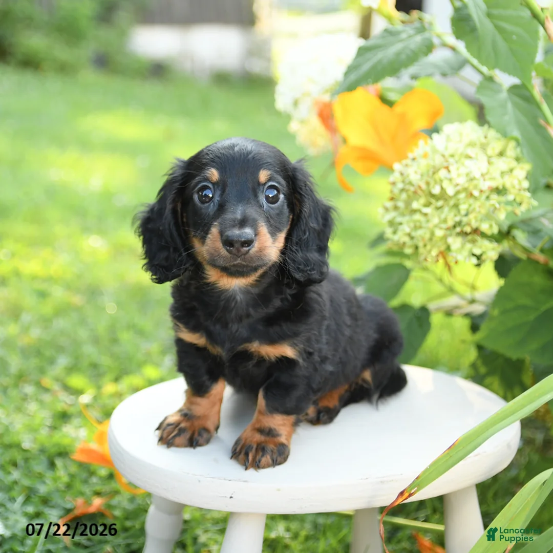 Miniature Dachshund dogs for sale: Felix - Ad 1