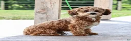 Teddy Bear dogs for sale: Ellen - Ad 4