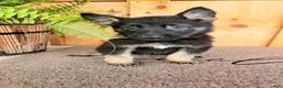 German Shepherd dogs for sale: Finn - Ad 4