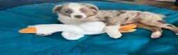 Australian Shepherd dogs for sale: Racheal  - Ad 6