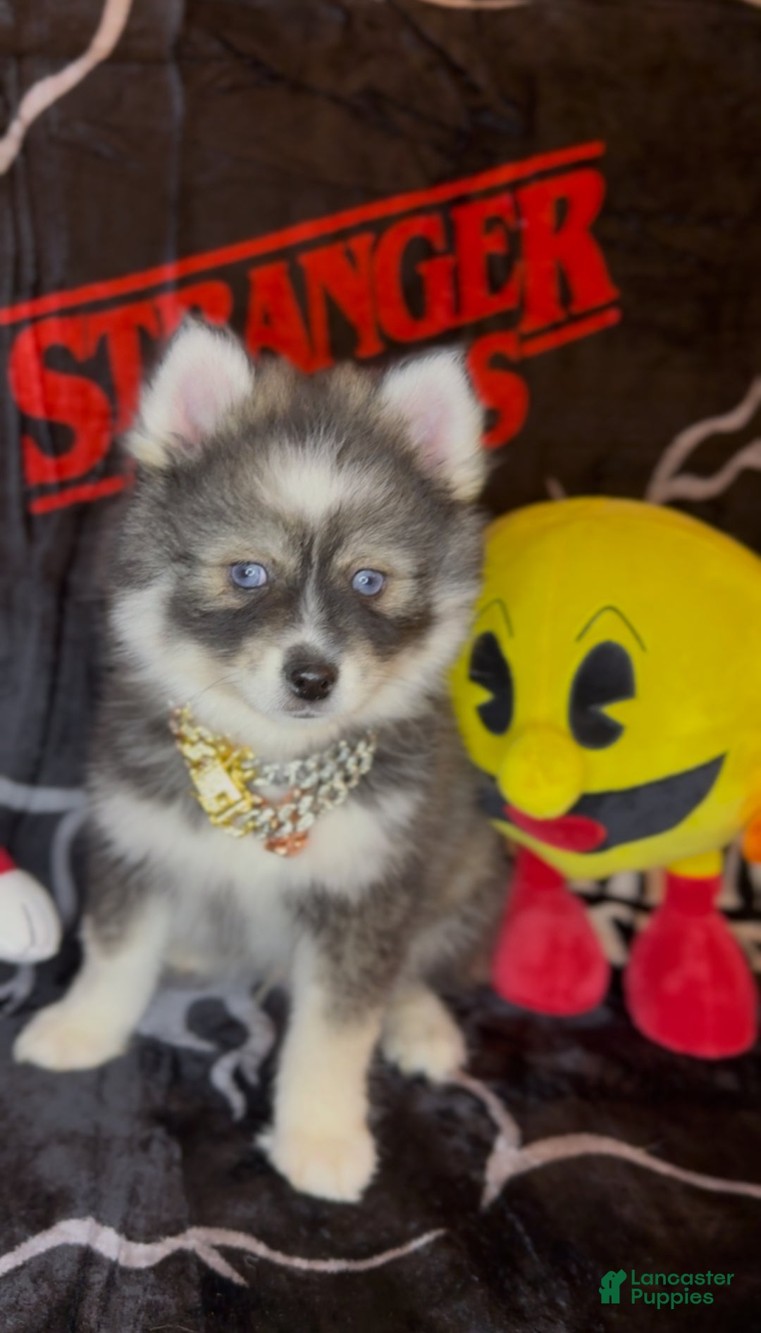 Pomsky dogs for sale: Loki (Mini Pomsky Pup) will be less than 10lbs - Ad 4