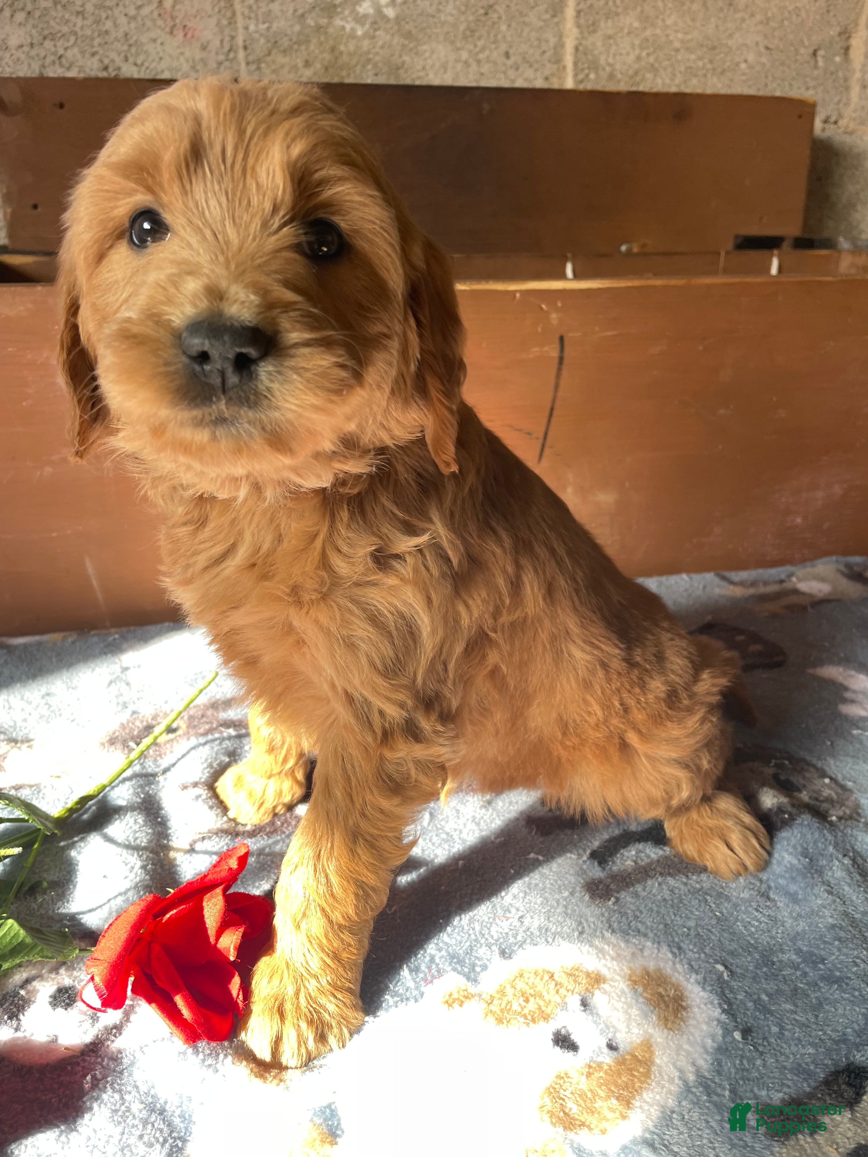 Mini Goldendoodle dogs Fenway - Ad 25