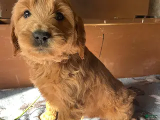 Mini Goldendoodle dogs Fenway - Ad 25