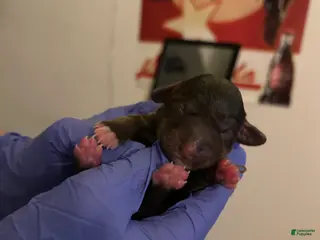 Schnoodle dogs Schnoodle Puppy 1 - Ad 10