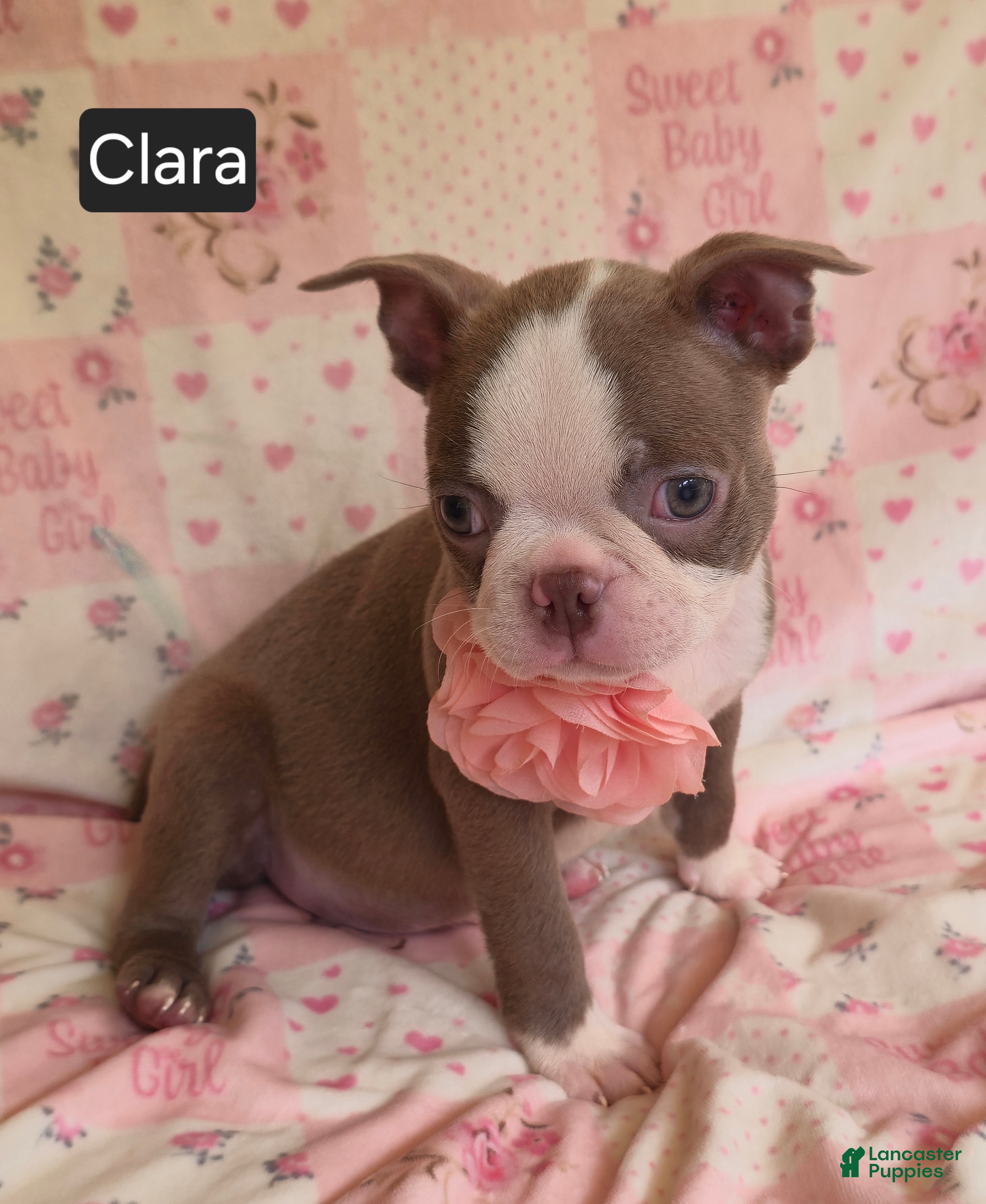 Boston Terrier dogs Clara - Ad 1