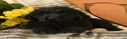 Newfoundland dogs for sale: Molasses - Ad 3