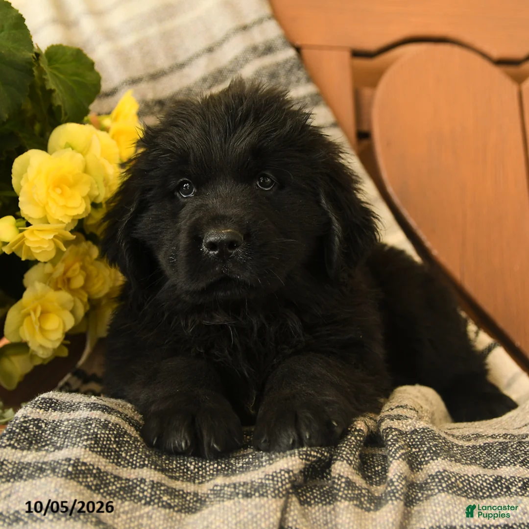 Newfoundland dogs for sale: Molasses - Ad 3