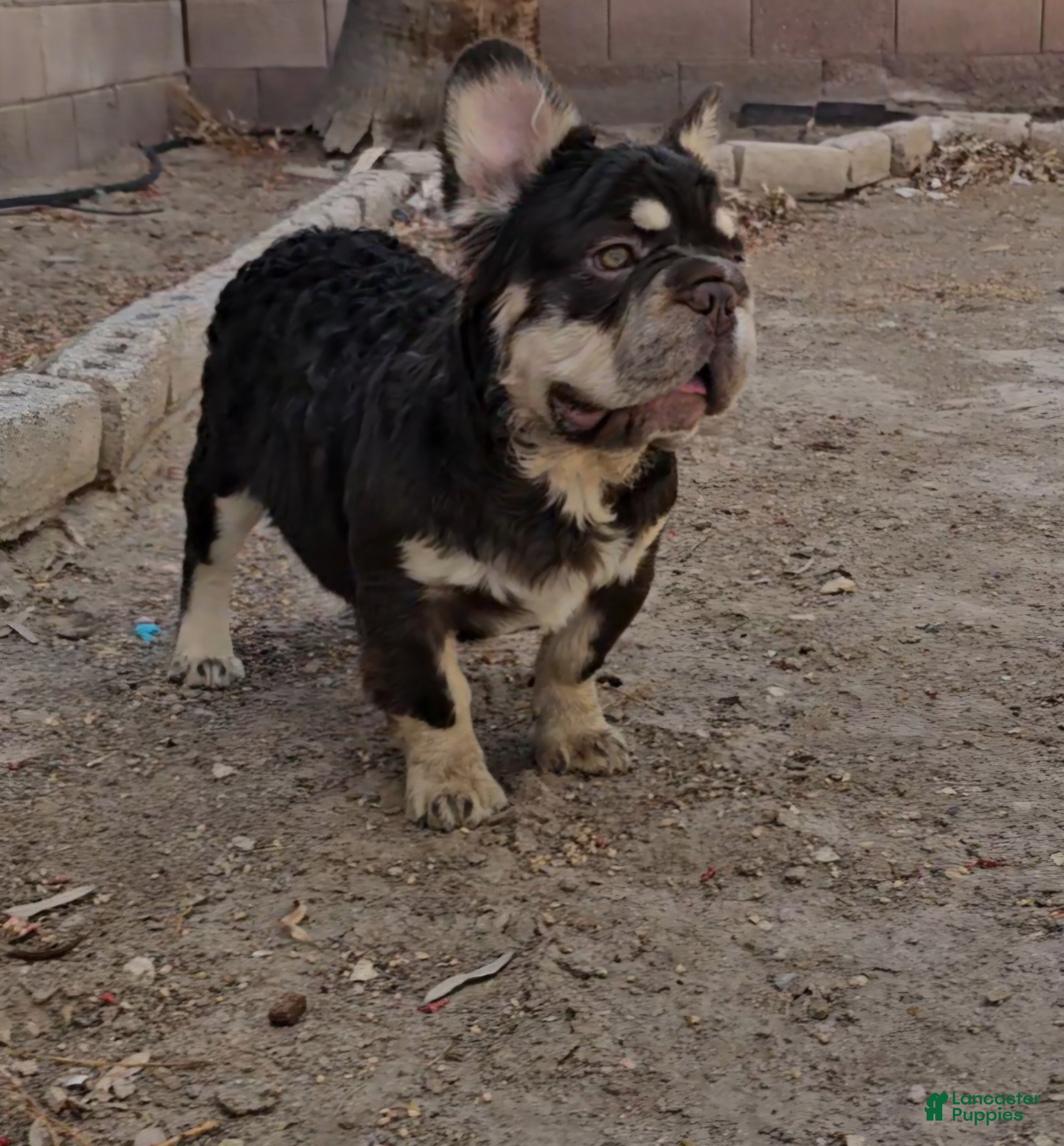 French Bulldog dogs French Bulldog Puppy 1 - Ad 1