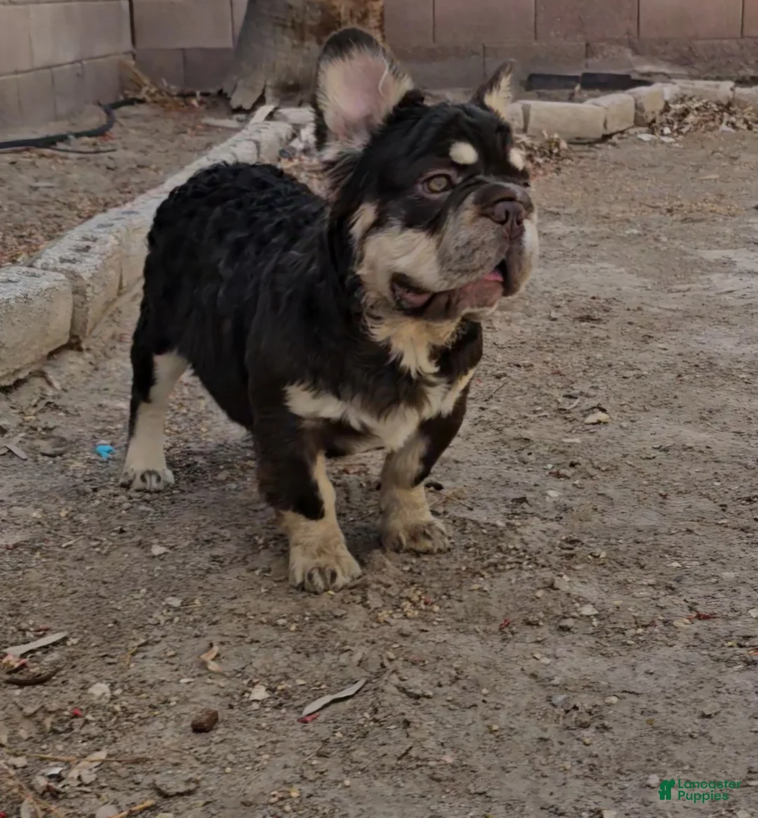French Bulldog dogs for sale: French Bulldog Puppy 1 - Ad 1