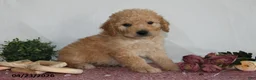 Goldendoodle dogs for sale: Mabel - Ad 4