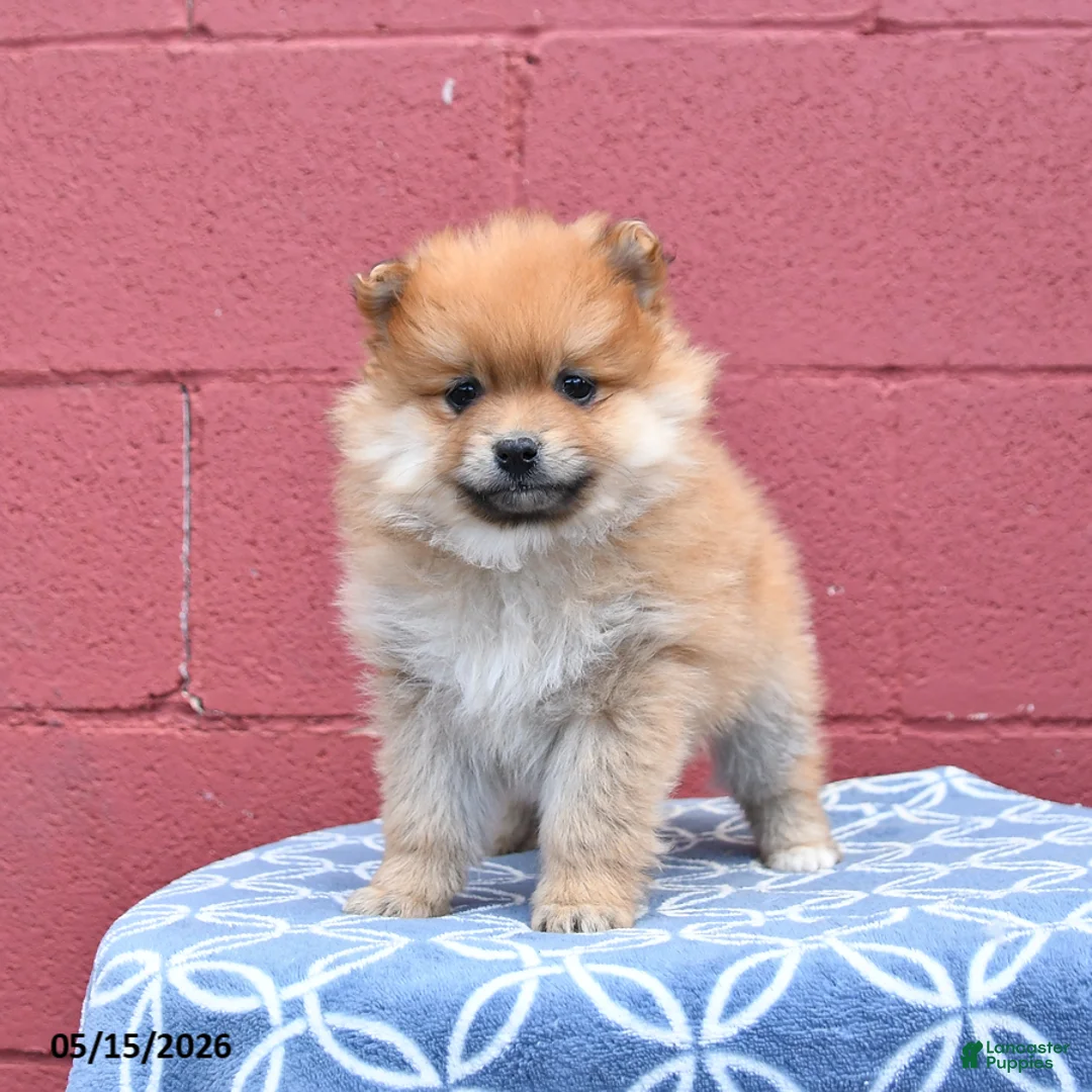 Pomeranian dogs for sale: Nora - Ad 2