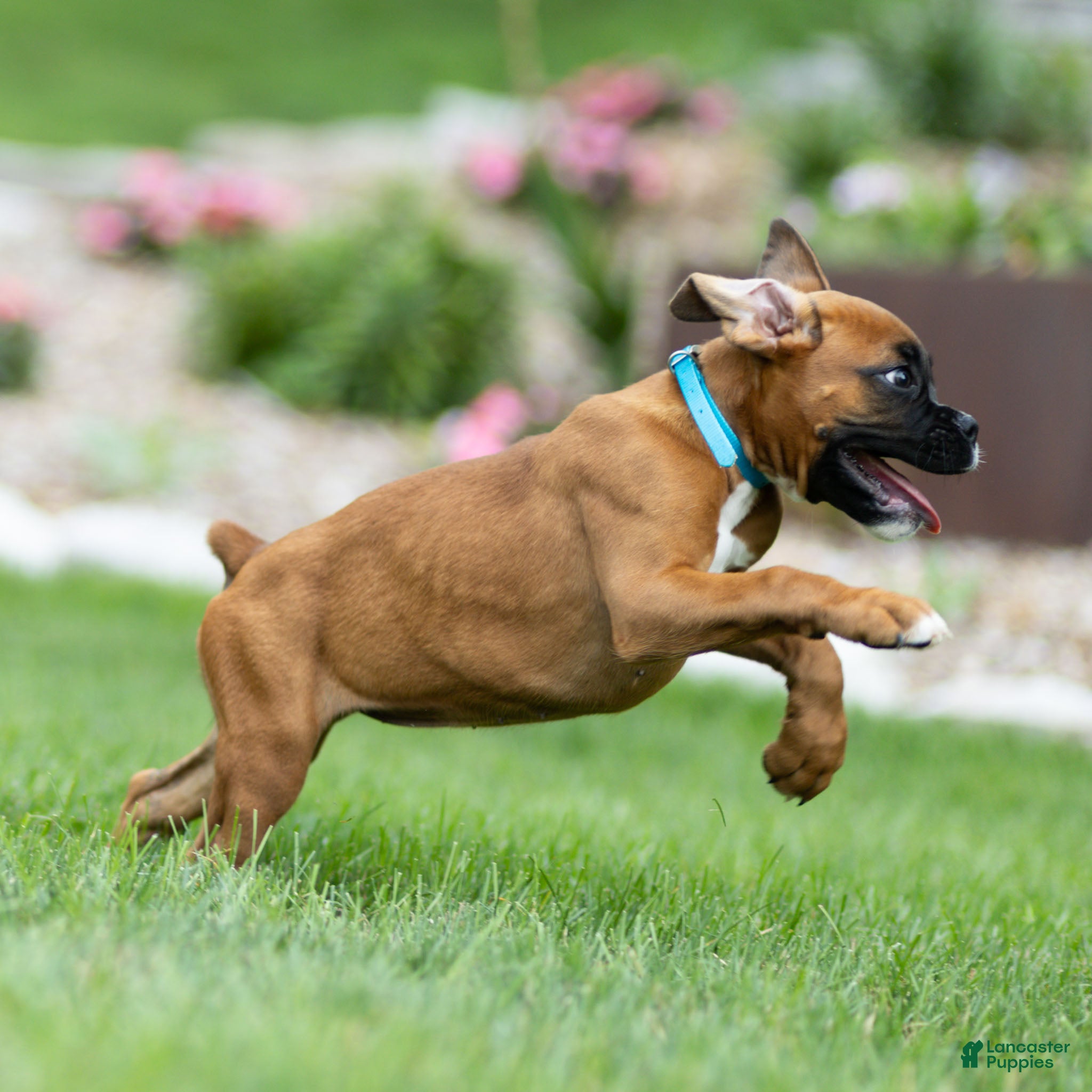 Boxer dogs Nettie Boxer  - Ad 2