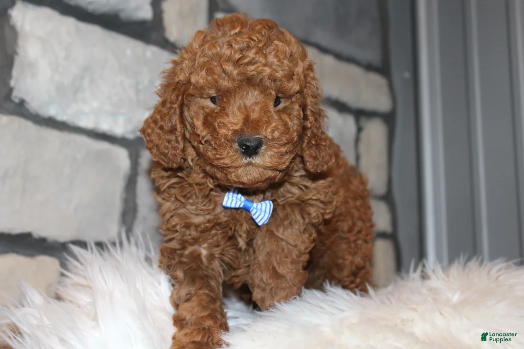 Miniature Poodle dogs for sale: AKC JAX - Ad 1