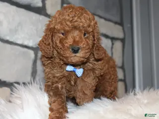 Miniature Poodle dogs AKC JAX - Ad 8