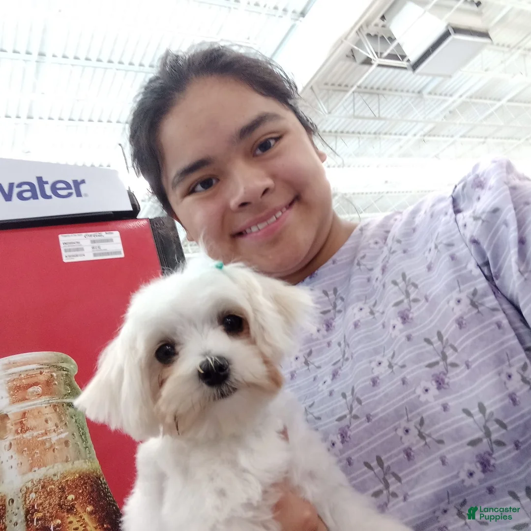 Maltese dogs for sale: Maltese Puppy 1 - Ad 9