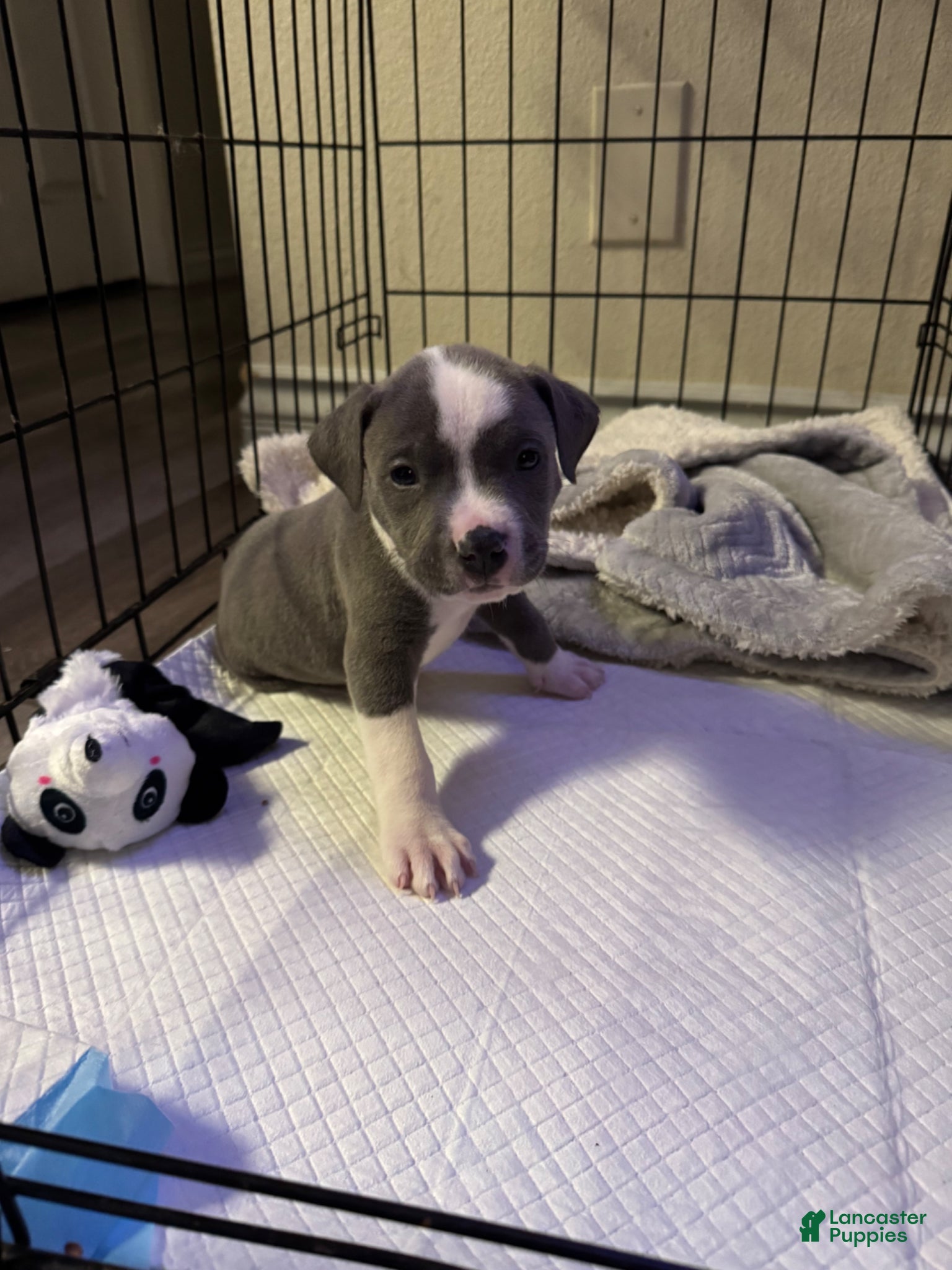 American Pit Bull Terrier dogs for sale: American Pit Bull Terrier Puppy 1 - Ad 1