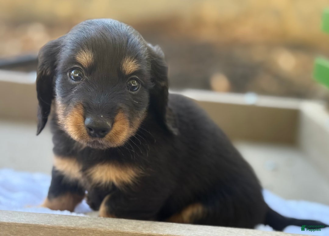 Miniature Dachshund dogs for sale: Fighter - Ad 3