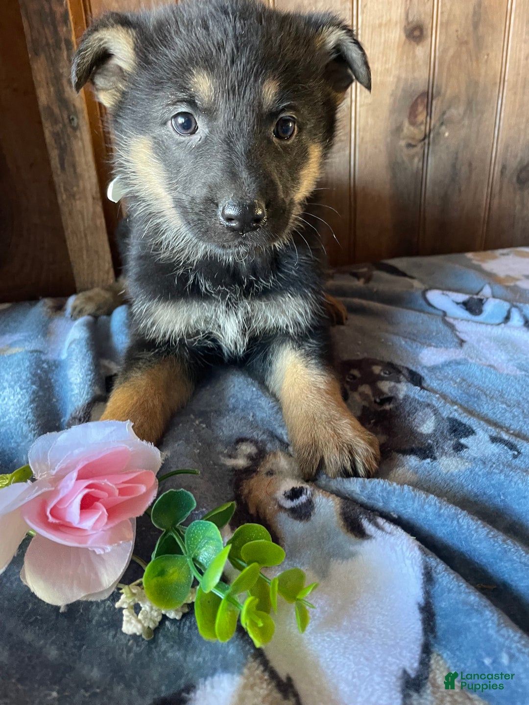 German Shepherd dogs for sale: Faith - Ad 4