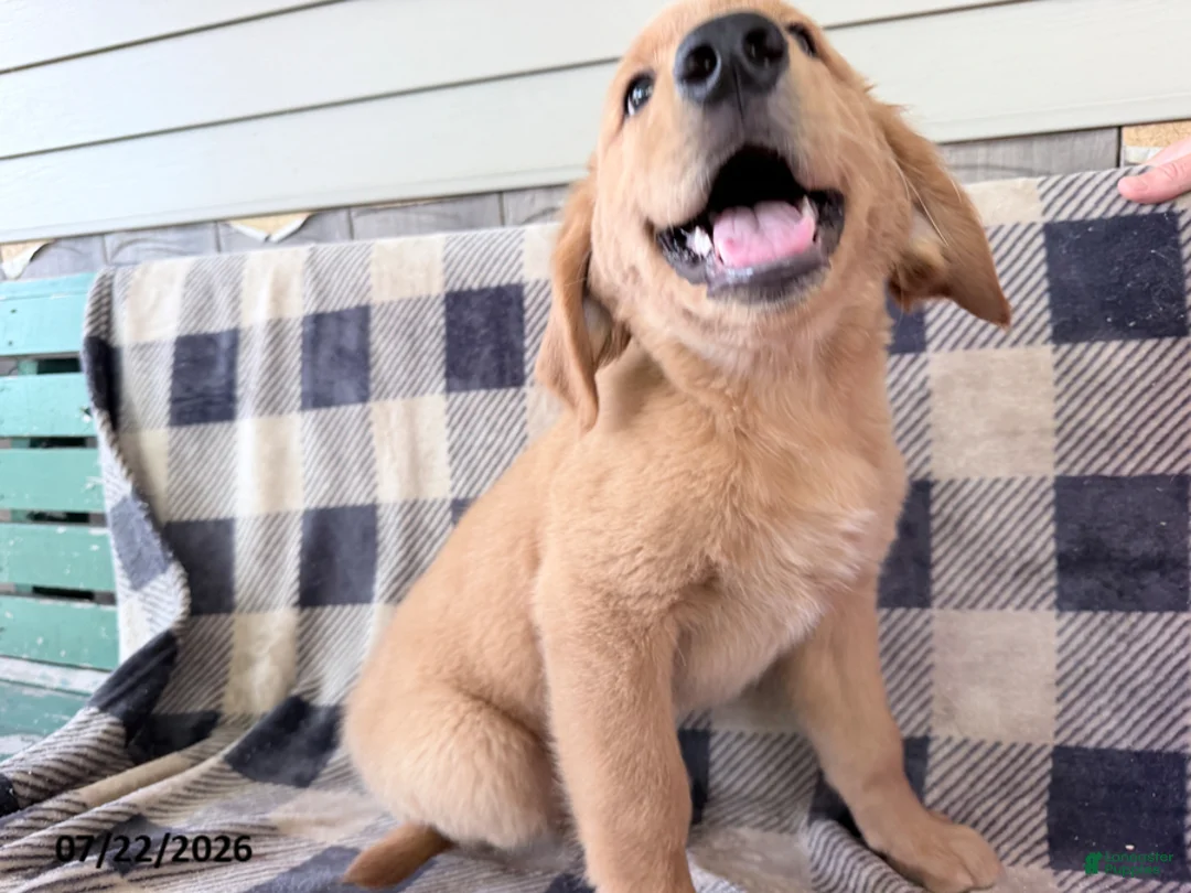 Golden Retriever dogs for sale: Doug - Ad 3