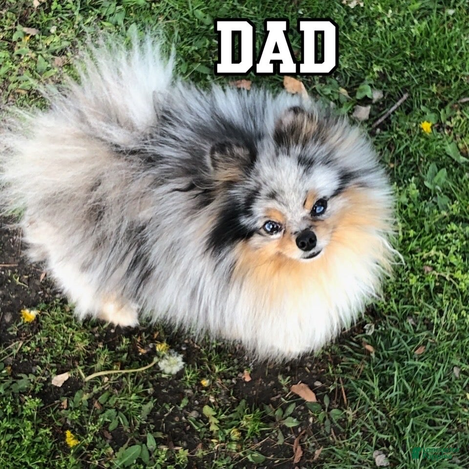 Pomeranian dogs Stud services  - Ad 2