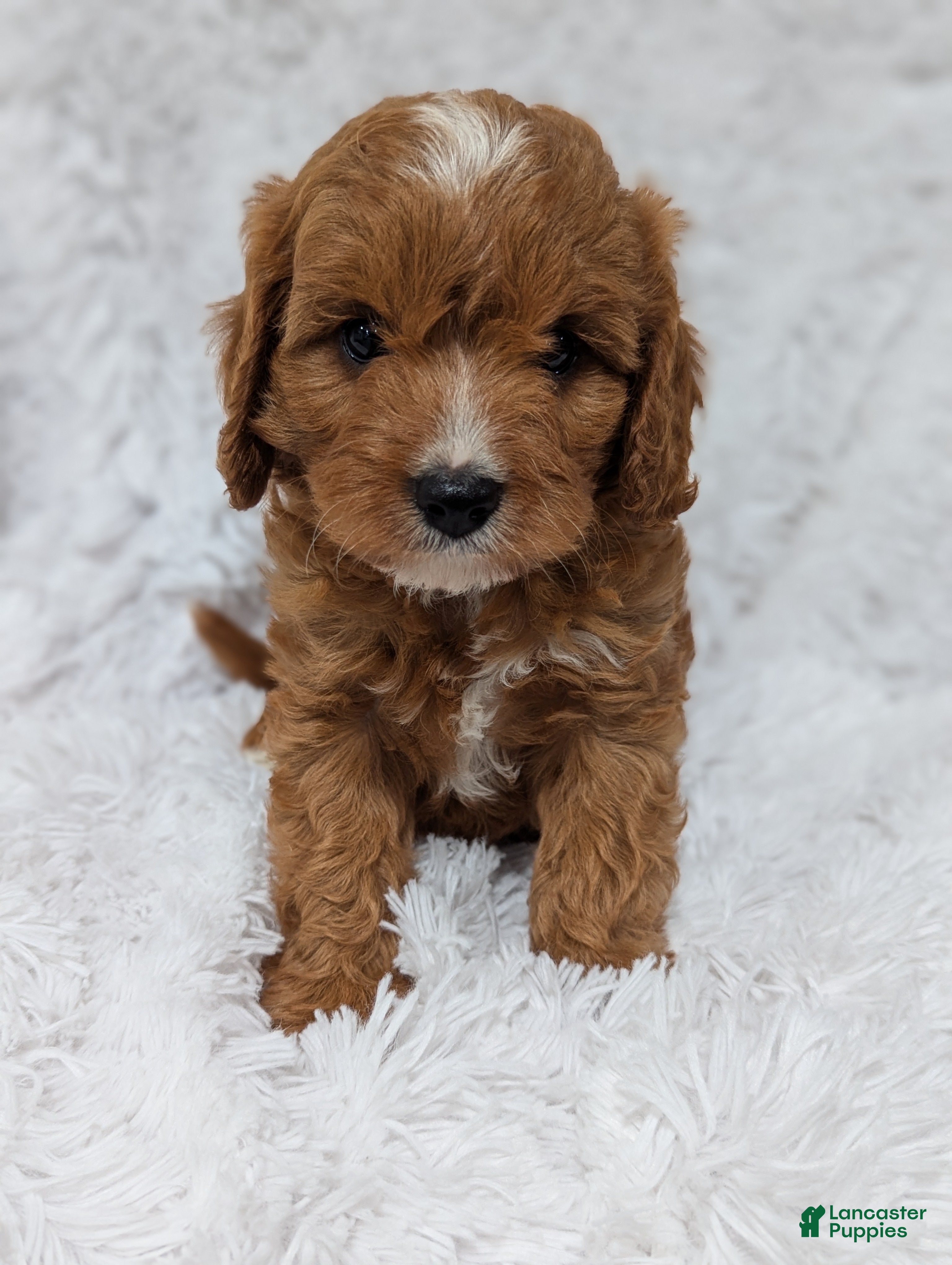 Cavapoo dogs Brady - Ad 1